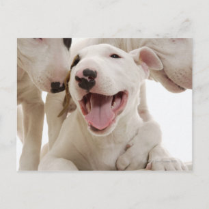 Joyful Bull-doodsbannen Briefkaart