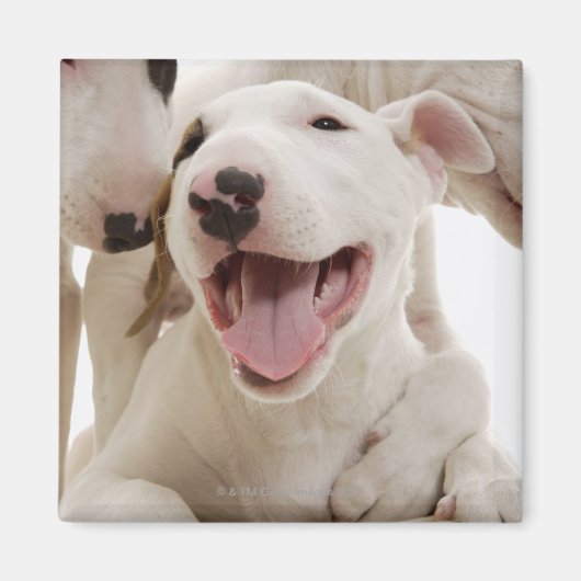 Joyful Bull-doodsbannen Magneet (Voorkant)