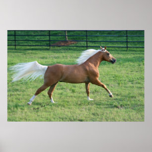 Joyful Freedom Poster