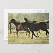 Joyful Horses Briefkaart (Voorkant / Achterkant)