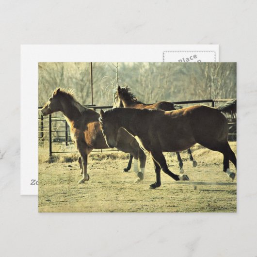 Joyful Horses Briefkaart (Voorkant / Achterkant)