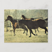 Joyful Horses Briefkaart (Voorkant)