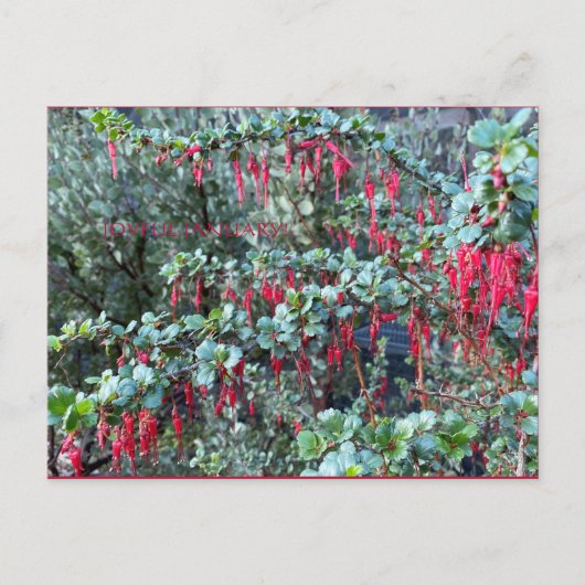JOYFUL JANUARI! BRIEFKAART (Voorkant)