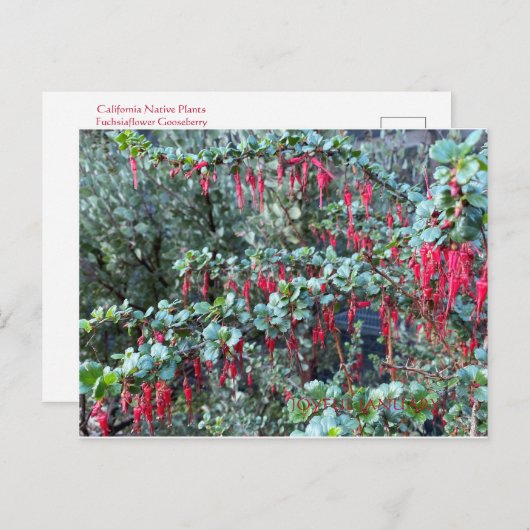 JOYFUL JANUARI! BRIEFKAART (Voorkant / Achterkant)