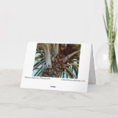 "Joyful Palm" Sluiten, top van boom met blauwe luc Kaart (Achterkant)