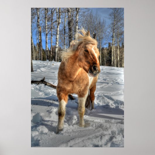 Joyful Palomino Pinto Horse and Snow Poster (Voorkant)
