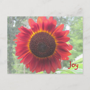 Joyful Rusty Red Sunflower Briefkaart