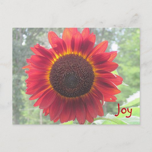 Joyful Rusty Red Sunflower Briefkaart (Voorkant)