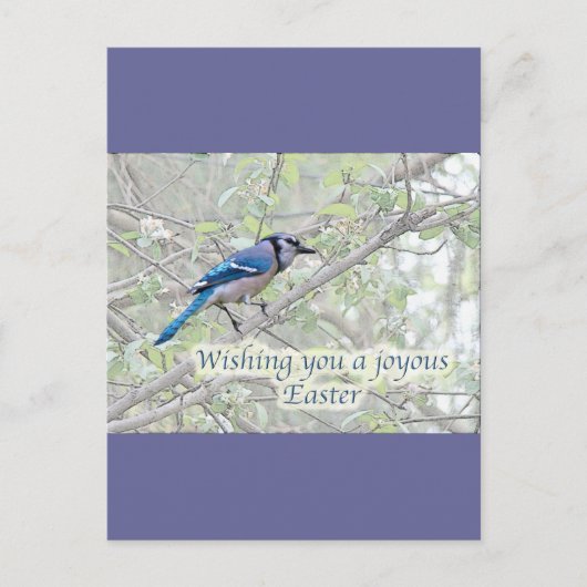 Joyous Easter Blue Jay Songbird Feestdagenkaart (Voorkant)