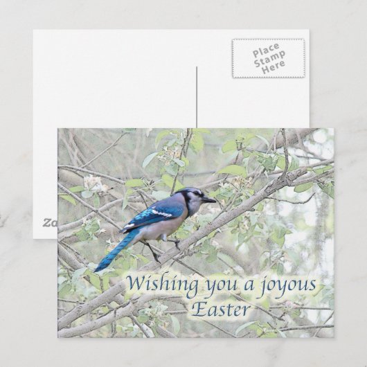 Joyous Easter Blue Jay Songbird Feestdagenkaart (Voorkant / Achterkant)