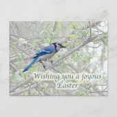 Joyous Easter Blue Jay Songbird Feestdagenkaart (Voorkant)