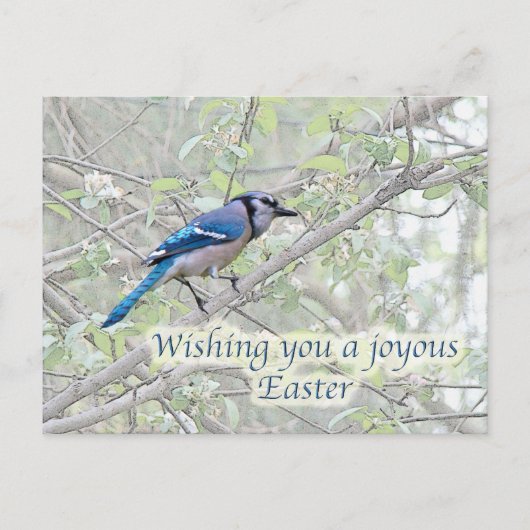 Joyous Easter Blue Jay Songbird Feestdagenkaart (Voorkant)