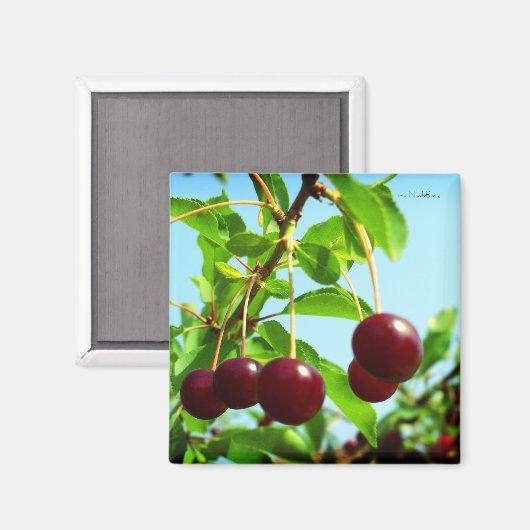 Joys of summer - rode kersen magneet (Voorkant / Achterkant)