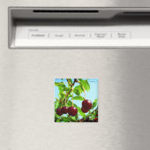 Joys of summer - rode kersen magneet (Insitu (Vaatwasser))