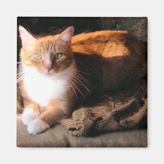 JT de Kat Magneet (Voorkant)