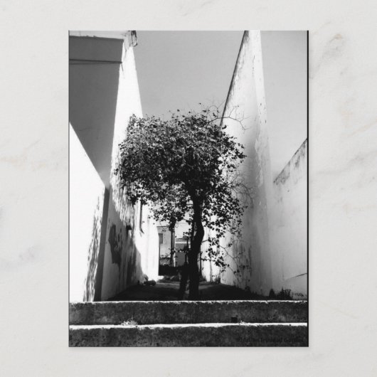 JTG Art Briefkaart "Tree in Kaapstad" (Voorkant)