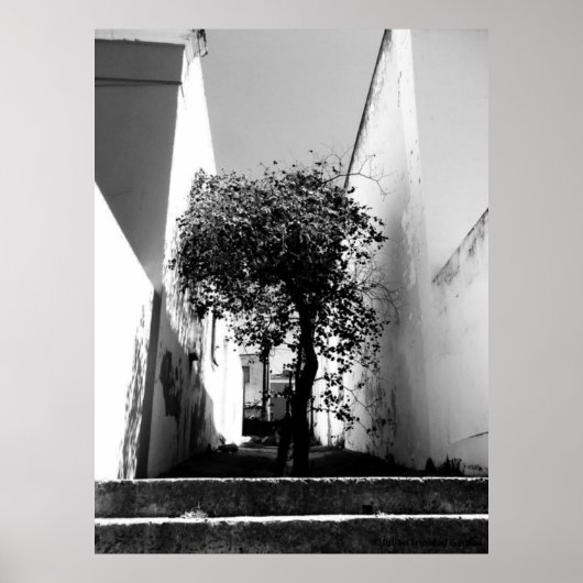 JTG Art Poster "Tree in Kaapstad" (Voorkant)