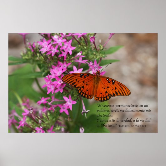 Juan 8:31, 32 con Mariposa Gulf Fritillary Poster (Voorkant)