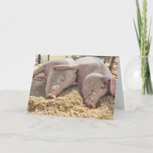 Jubilea paar varkens in de pen kaart