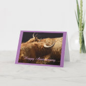 Jubileum kaart Highland runderen (Voorkant)