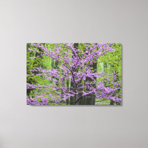 Judasbomen in volle lente bloei bij Defiance Canvas Afdruk