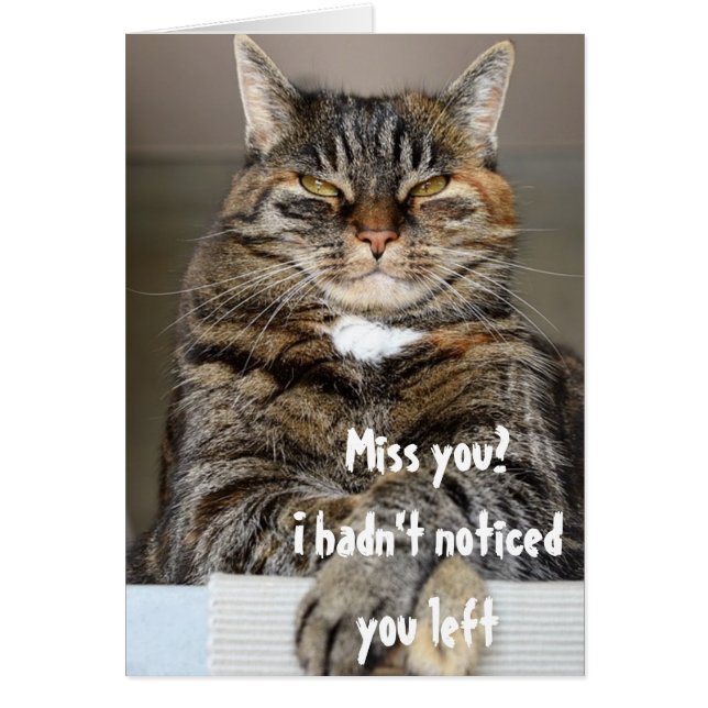 Judgement Cat Missing You Funny Humor Greeting (Voorkant)