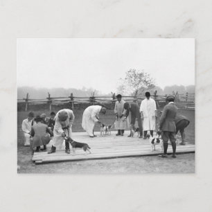 Judging Beagles, 1914 Briefkaart