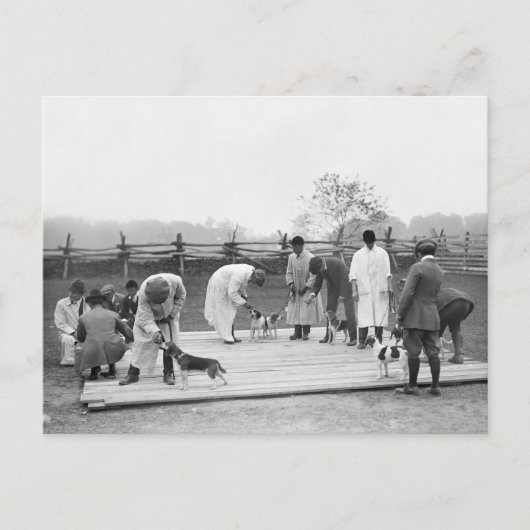 Judging Beagles, 1914 Briefkaart (Voorkant)