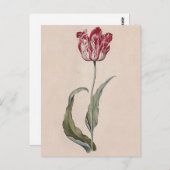 Judith Leyster Tulip Briefkaart (Voorkant / Achterkant)