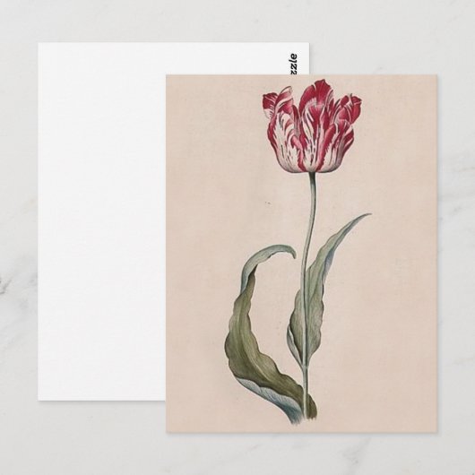 Judith Leyster Tulip Briefkaart (Voorkant / Achterkant)