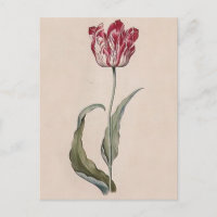 Judith Leyster Tulip Briefkaart