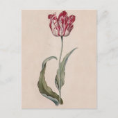 Judith Leyster Tulip Briefkaart (Voorkant)