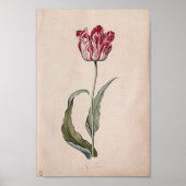 Judith Leyster Tulip Poster (Voorkant)