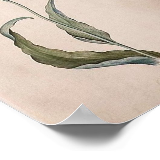 Judith Leyster Tulip Poster (Hoek)