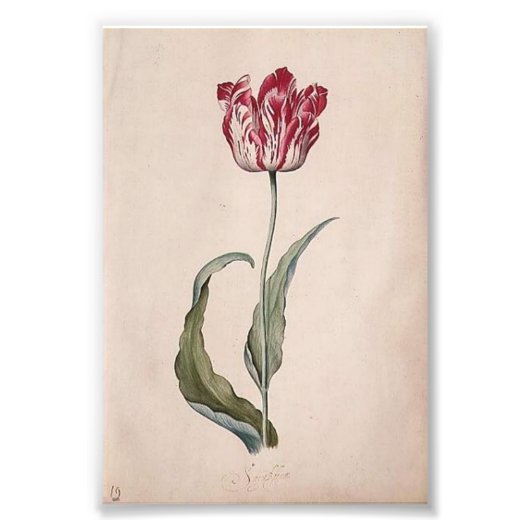 Judith Leyster Tulip Print Foto Afdruk (Voorkant)