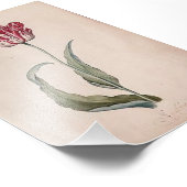 Judith Leyster Tulip Print Foto Afdruk (Hoek)