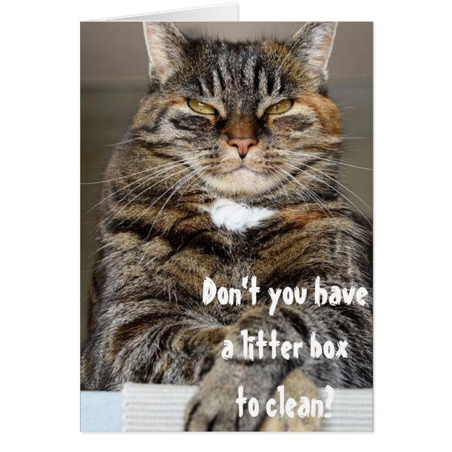 Judmental Cat Angry Clean Litter Box Funny Humor (Voorkant)