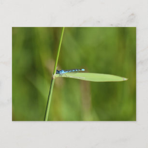 Juffers briefkaart