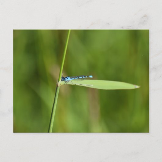 Juffers briefkaart (Voorkant)