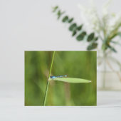 Juffers briefkaart (Staand voorkant)