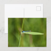 Juffers briefkaart (Voorkant / Achterkant)