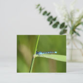 Juffers briefkaart (Staand voorkant)