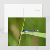 Juffers briefkaart (Voorkant / Achterkant)