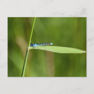 Juffers briefkaart