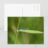 Juffers briefkaart (Voorkant / Achterkant)