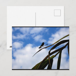 Juffers in Blauwe Lucht Briefkaart