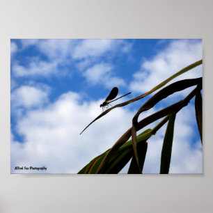 Juffers in Blauwe Lucht Poster