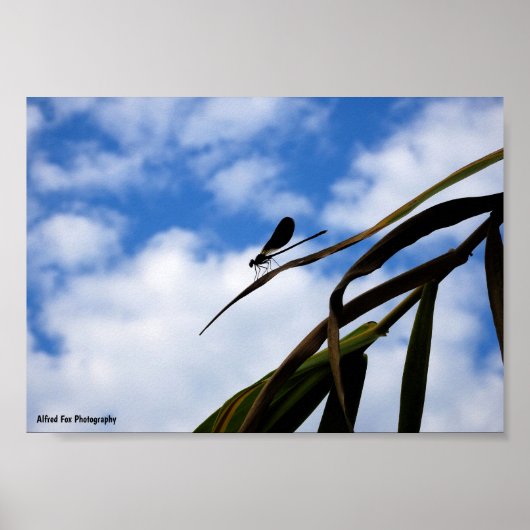 Juffers in Blauwe Lucht Poster (Voorkant)