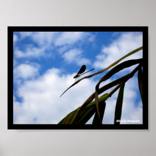 Juffers in Blauwe Lucht Poster