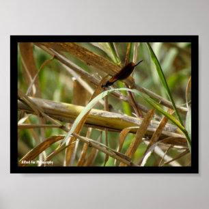 Juffers onder de bamboe poster